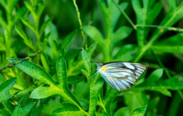 Photo of Veined white butterfly on a bush in Thailand