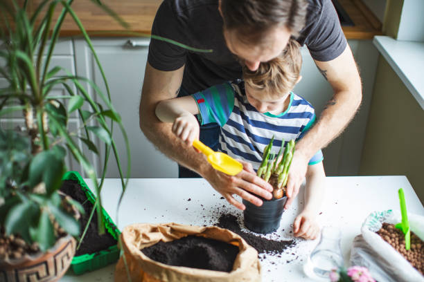 ojciec i syn sadzenia w domu - enjoyment growth gardening equipment human age zdjęcia i obrazy z banku zdjęć