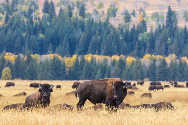 istock Bison in Wyoming in Autumn 1139514567