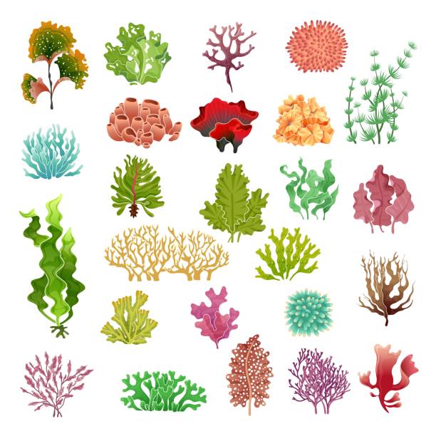 산호와 해 초. 수 중 식물, 바다 물 해 초 수족관 게임 다시 마와 산호. 바다 식물 벡터 세트 - seaweed sea pattern green stock illustrations