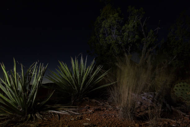 Desert at Night stock photo