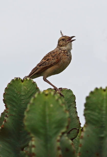 Rufous-naped Lark Rufous-naped Lark (Mirafra africana ruwenzoria) adult perched on top of cactus in song with feather loose on top of head"nLake Mburo National Park, Uganda               November rufous naped lark mirafra africana stock pictures, royalty-free photos & images