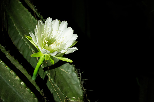 A white flower on a cactus at night, lit with a flashlight. Tampa, FL, USA.