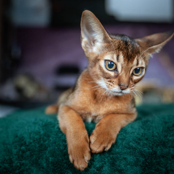 istock Beautiful Abyssinian  kitten  lies front view  Close-up portrait 1139520672