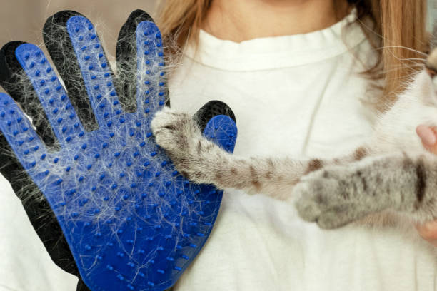 girl with cat shedding, bathing, grooming, deshedding glove.The glove with cats hair on it. equipment for caring domestic pets and animals wool. stock photo