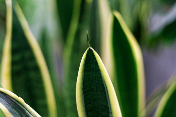 istock evergreen tropical houseplant leaf pattern. green leaf with light stripes. 1139524483