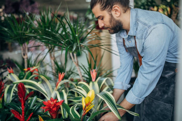 istock Male florist working with plants 1139527820