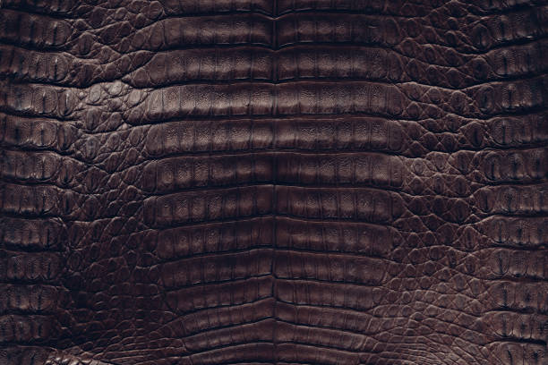 istock Brown crocodile skin texture 1139527971