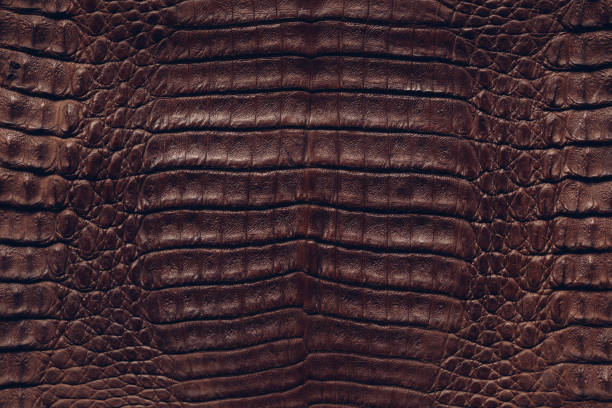 istock Brown crocodile skin texture 1139527985