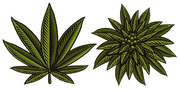 Vector illustration of cannabis leafs Colorful vector illustration of  cannabis leaves  isolated on the white background. marijuana tattoo stock illustrations
