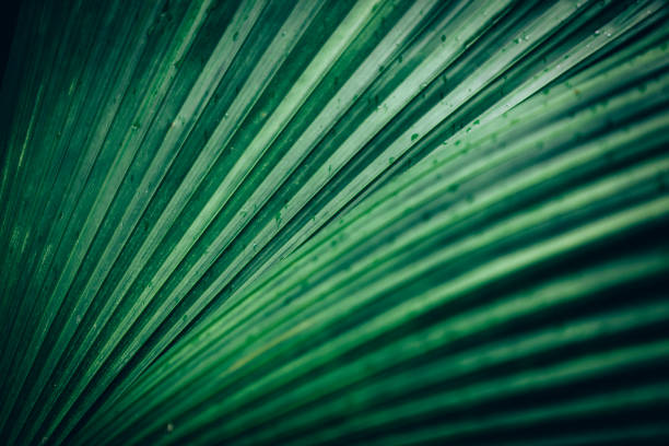sfondo foglia di palma - tropical rainforest rainforest costa rica tree area foto e immagini stock