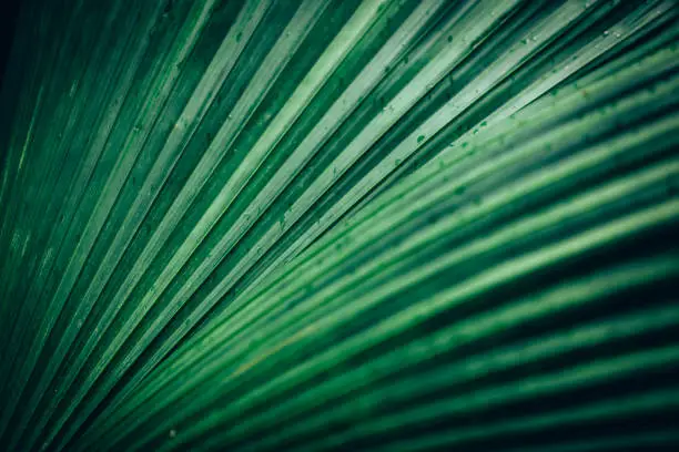 Photo of palm leaf background