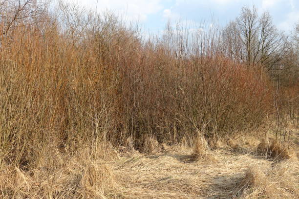 istock Early spring colors of field plants 1139528885