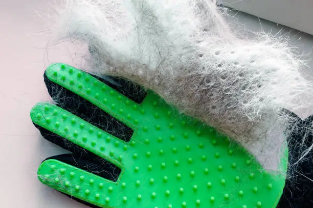 Photo of white and gray hair of cat or dog on green glove after grooming, removal of wool domestic animal