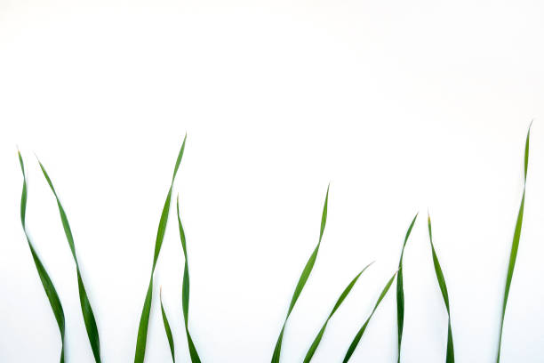 istock top view of green oat grass leaves on white background, copy space 1139528981