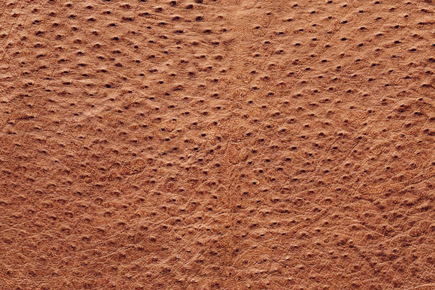 Ostrich Skin Texture Stock Photo - Download Image Now - Leather, Ostrich,  Backgrounds - iStock