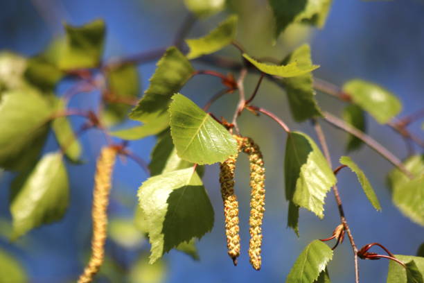 istock Branch and leaves of birch tree 1139531595
