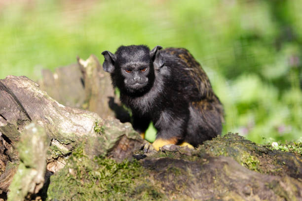 portret dziecka z czerwoną ręką midas tamarin new world małpa - redhanded tamarin zdjęcia i obrazy z banku zdjęć