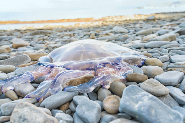 istock Huge jellyfish on the beach 1139532724
