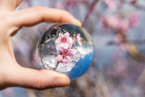 Hand holding crystal ball reflecting pink blossom on the almond tree