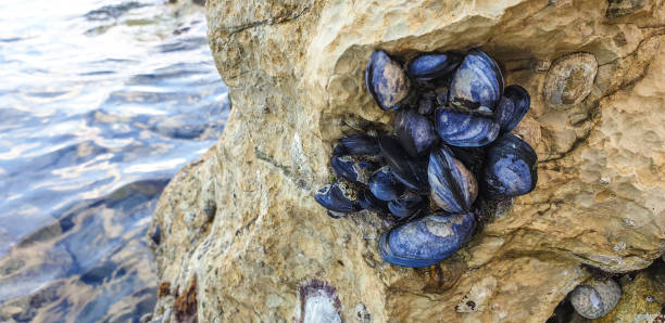 Family of mussels in the coastal rock at the sea.