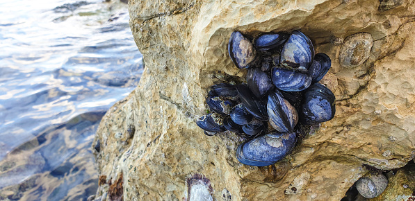 Family of mussels in the coastal rock at the sea.