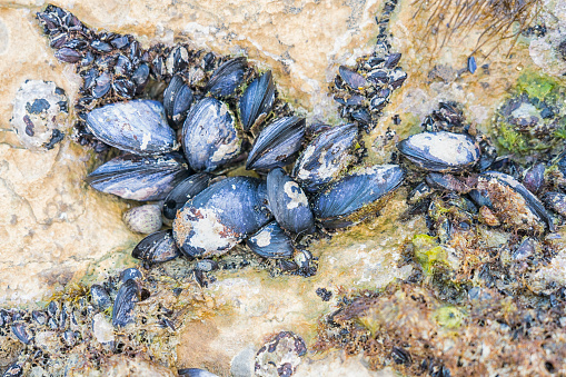 Family of mussels in the coastal rock at the sea.
