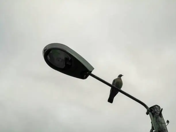 Pigeon sitting on a streetlamp.