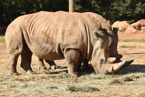 istock Big animal Rhinoceros in farme 1139534481