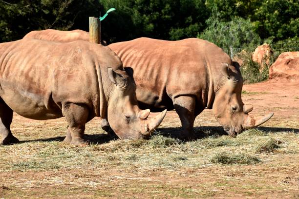 istock Big animal Rhinoceros in farme 1139534530