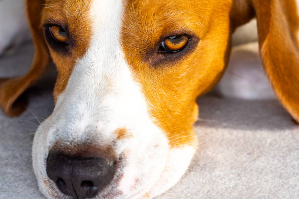 istock Sad dog on a couch with head down, close up. 1139535204