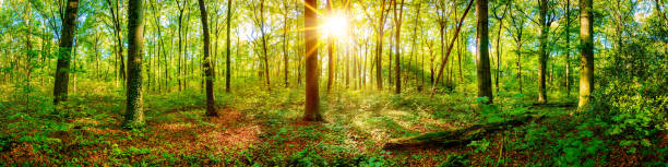 forest panorama with bright sun - tree tree trunk forest glade imagens e fotografias de stock