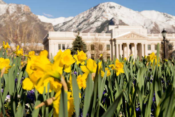 Yellow Spring Daffodils Growing in Front of the Provo Courthouse These daffodils are growing in front of the courthouse in downtown Provo, Utah.  In the distant background are the snow covered mountains to the east of Provo. provo stock pictures, royalty-free photos & images