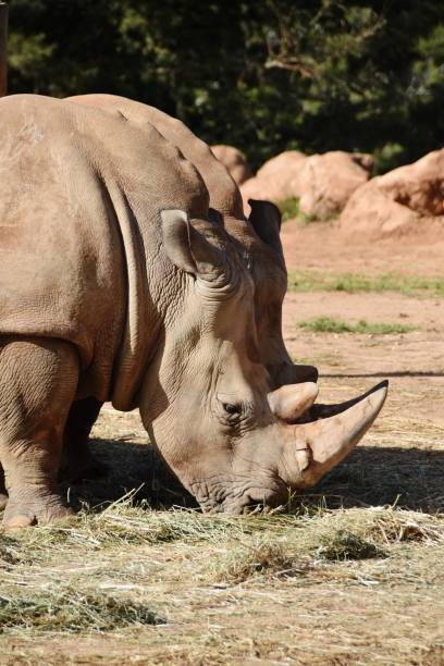 istock Big animal Rhinoceros in farme 1139537098
