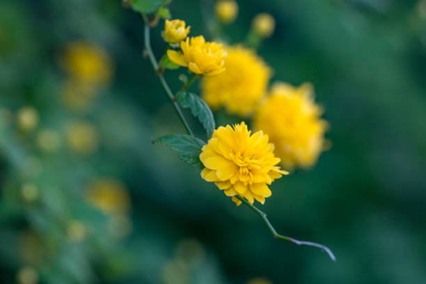 Yellow flowers on a Japanese Kerria shrub, with a shallow depth of field