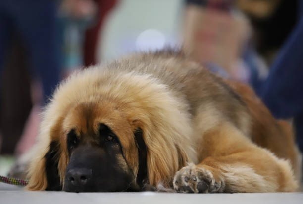istock Portrait of a purebred dog 1139539094