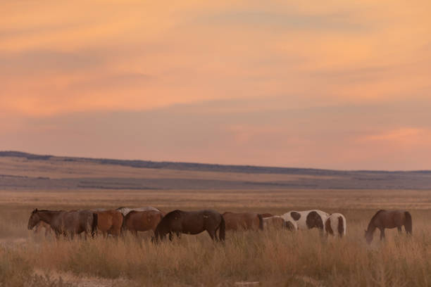 wild horses at sunset in the Utah desert