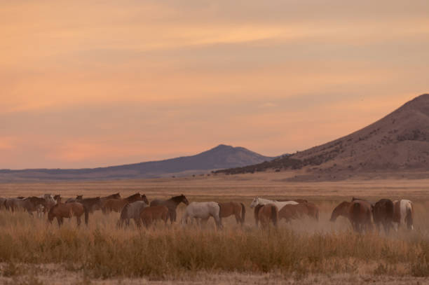 wild horses at sunset in the Utah desert