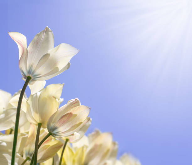 istock Delicate white tulips in the sunshine on a blue lilac background, bottom view 1139539335