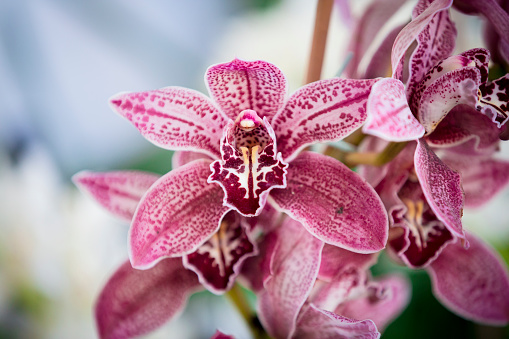 Orchid flower in orchid garden at winter or spring day. Orchid flower for postcard beauty agriculture design. Beautiful orchid flower in tropical garden.