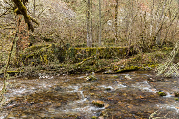 istock Muniellos Nature Reserve, Spain 1139540163