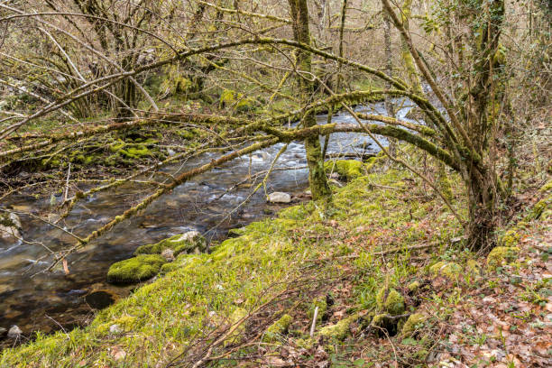istock Muniellos Nature Reserve, Spain 1139540304