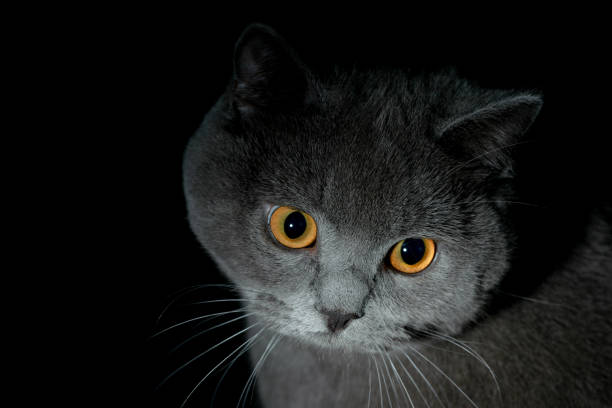 어두운 영국의 쇼트 헤어 고양이 - domestic cat kitten scottish straight short hair 뉴스 사진 이미지