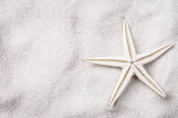 istock White starfish on sand with copy space, top view 1139541719