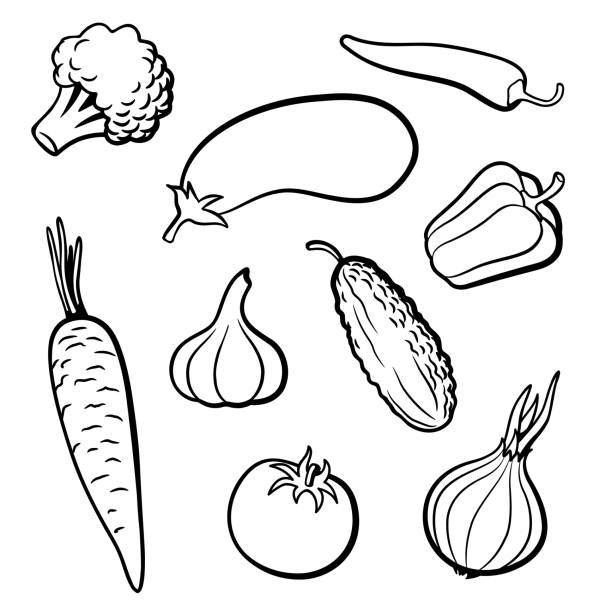 ilustrações, clipart, desenhos animados e ícones de jogo de vegetais do vetor do esboço - eggplant vegetable tomato fruit
