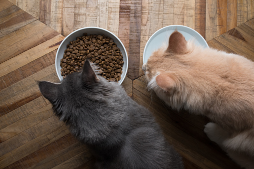 top view of two maine coon kittens eating dry food and drinking water from cat food dishes