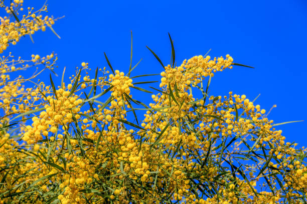 istock Blooming spring mimosa tree over blue sky and sun. 1139542674
