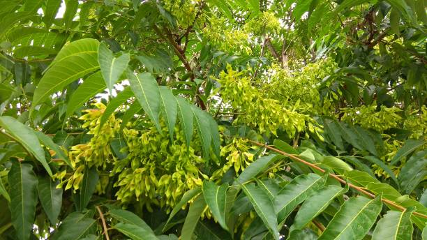 istock Tree of heaven immature twisted winged samaras hang on leafy branches. 1139542931
