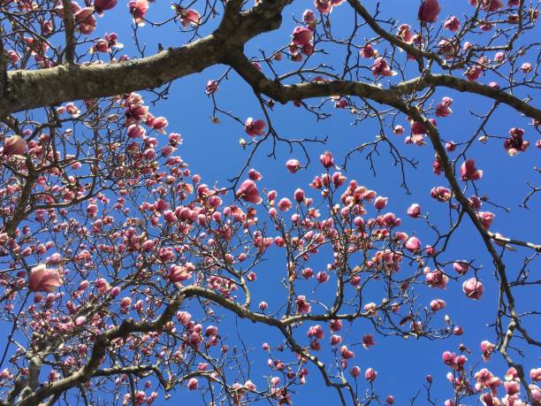 istock Saucer magnolia in blossom 1139544383