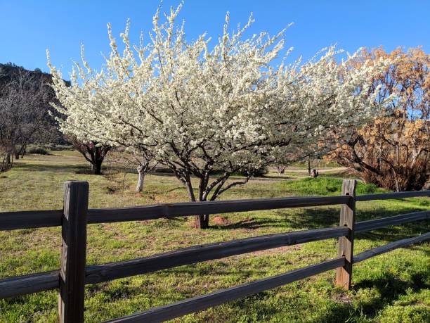 istock Rustic fence and new spring blossoms on fruit tree in Rockville Utah 1139544418